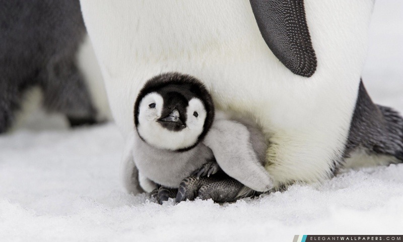 Baby Penguin, Arrière-plans HD à télécharger
