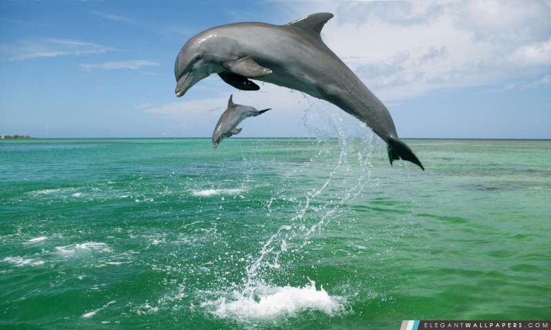 Grands dauphins Tursiops Truncatus mer des Caraïbes, Arrière-plans HD à télécharger