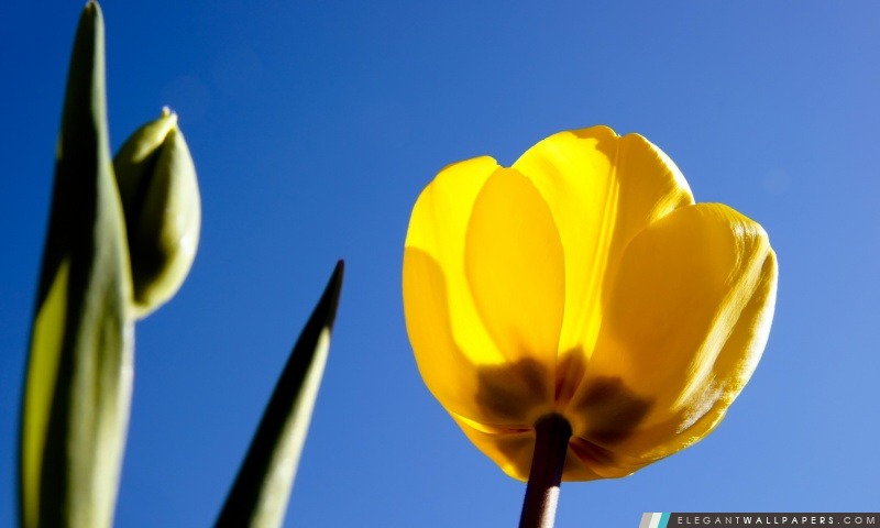 Tulipe jaune, Arrière-plans HD à télécharger
