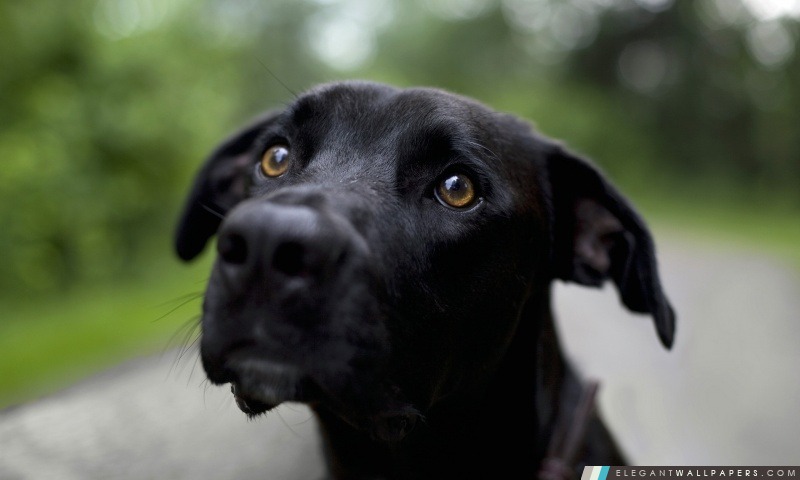 Labrador retriever noir, Arrière-plans HD à télécharger