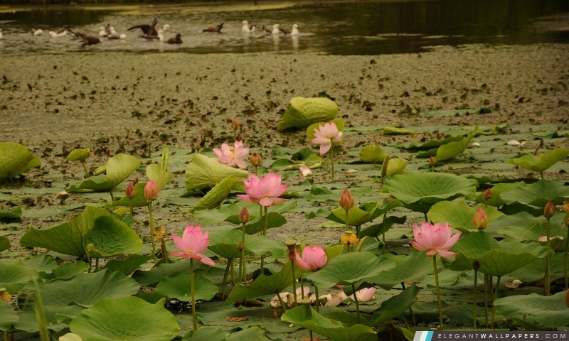 Fleurs de Lotus, Arrière-plans HD à télécharger