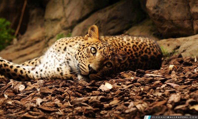 Leopard Lazy, Arrière-plans HD à télécharger