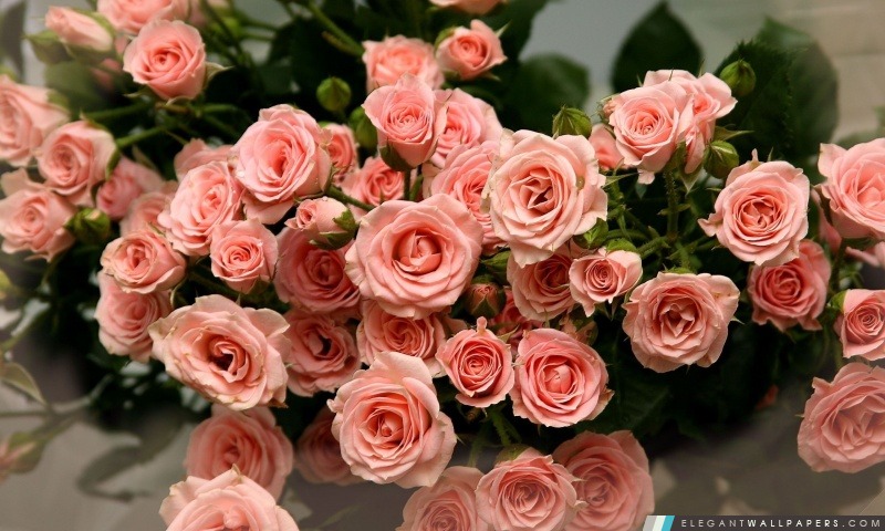 Roses roses bourgeons, Arrière-plans HD à télécharger