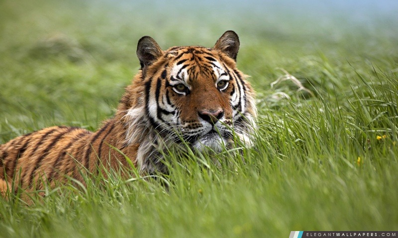 Tigre, Arrière-plans HD à télécharger