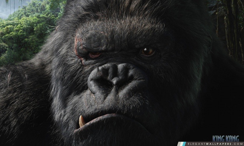 King Kong 2, Arrière-plans HD à télécharger