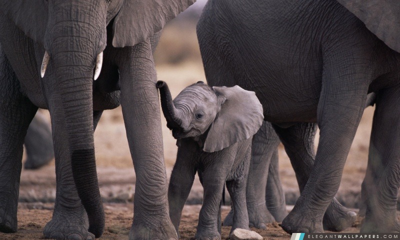 Éléphant mignon de bébé, Arrière-plans HD à télécharger