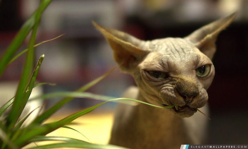 Sphynx Cat, Arrière-plans HD à télécharger