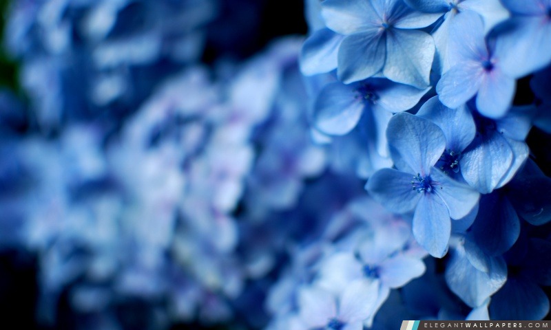 Les fleurs bleues, Arrière-plans HD à télécharger
