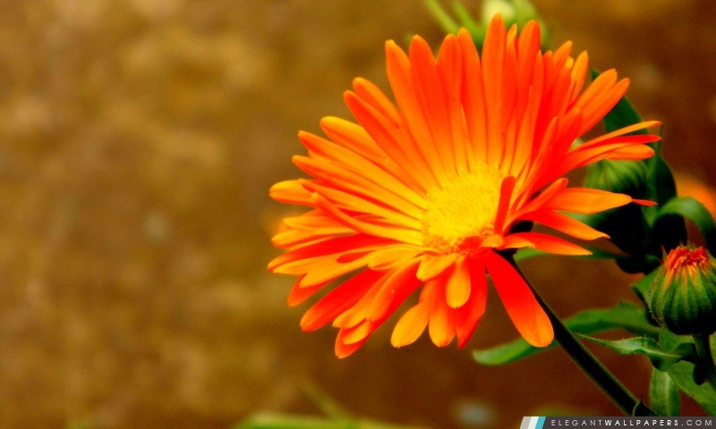Fleur d'Oranger, Arrière-plans HD à télécharger