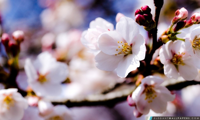 Blanc Fleurs de printemps sur une branche d'arbre, Arrière-plans HD à télécharger