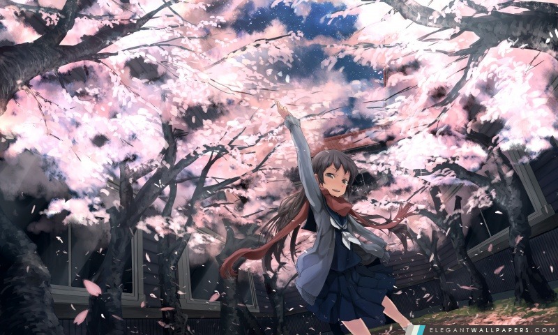 Sakura, Arrière-plans HD à télécharger