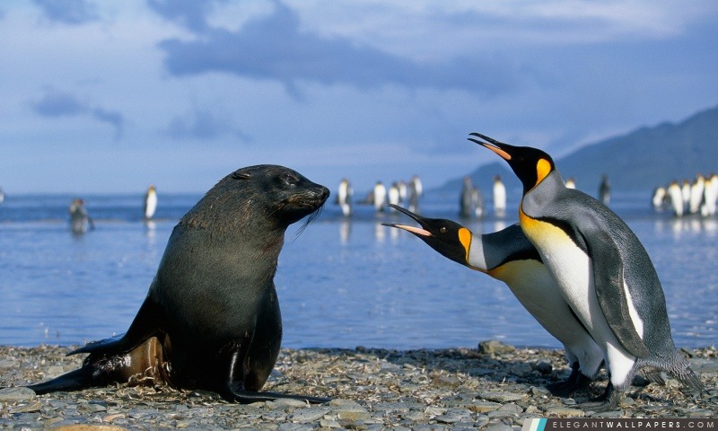 Deux pingouins roi et Seal, Antarctique, Arrière-plans HD à télécharger