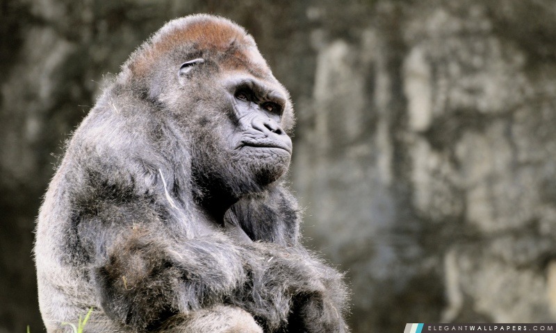 Réfléchi Gorilla, Arrière-plans HD à télécharger