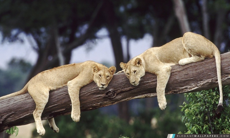 Lionnes reposant sur un arbre tombé, Arrière-plans HD à télécharger