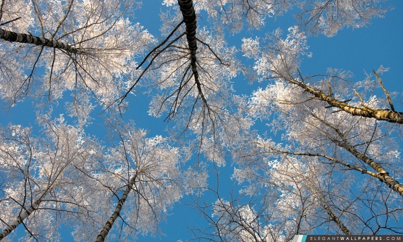 Birch Tree Tops, hiver, Arrière-plans HD à télécharger