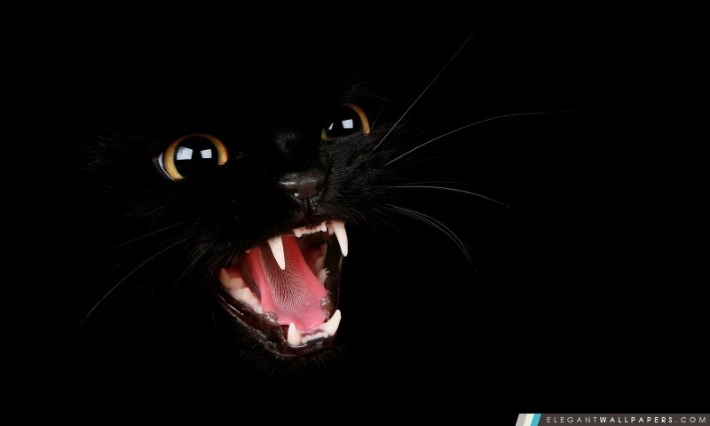 Bad Kitty, Arrière-plans HD à télécharger
