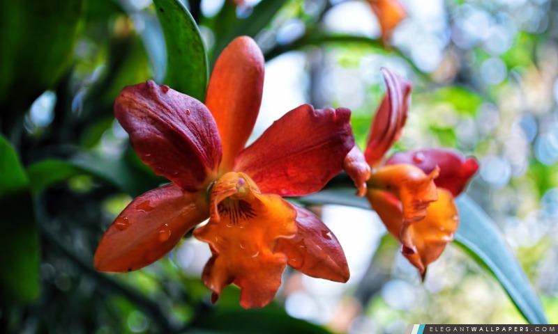 Orchidée orange, Arrière-plans HD à télécharger