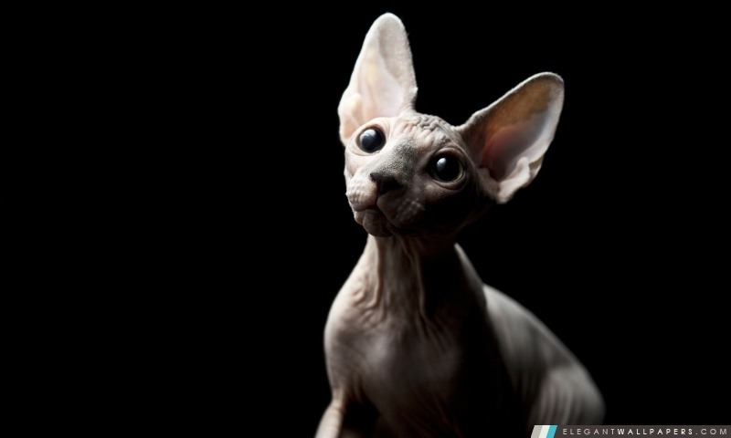 Sphynx Cat, Arrière-plans HD à télécharger