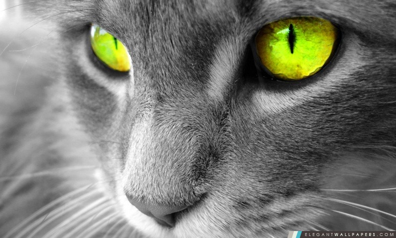 Chat aux yeux verts, Arrière-plans HD à télécharger