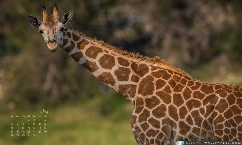 Calendrier girafe mai, Arrière-plans HD à télécharger