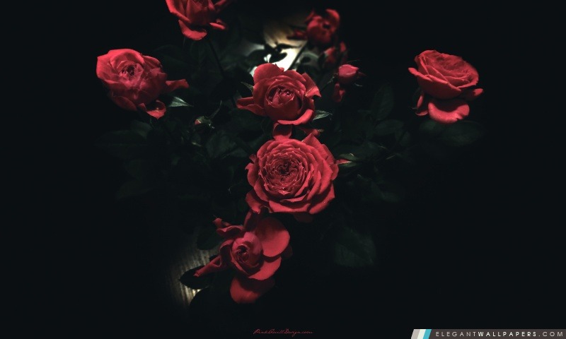 Roses noires, Arrière-plans HD à télécharger