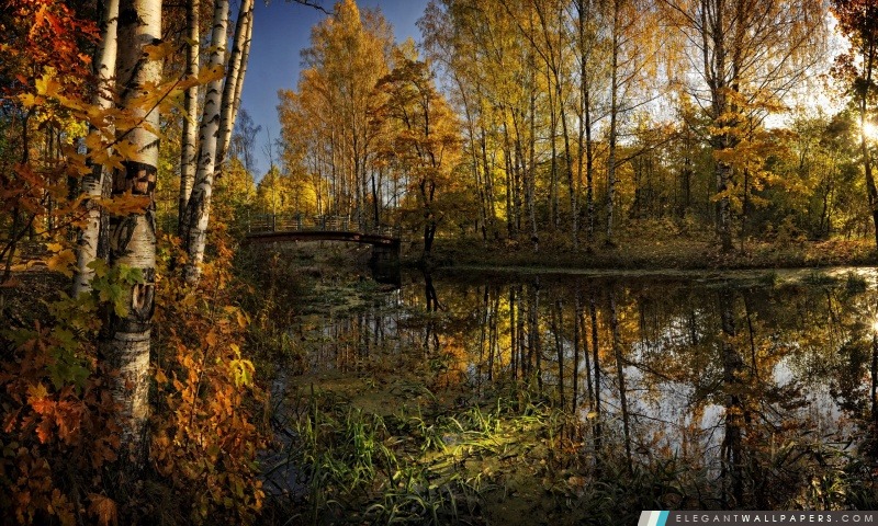 Arbres d'automne et de leur reflet dans l'eau, Arrière-plans HD à télécharger