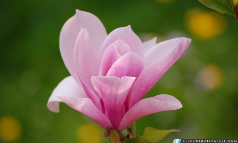 Rose fleur de magnolia, Arrière-plans HD à télécharger