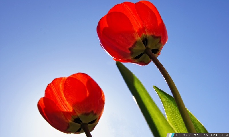 Tulipes rouges, Arrière-plans HD à télécharger