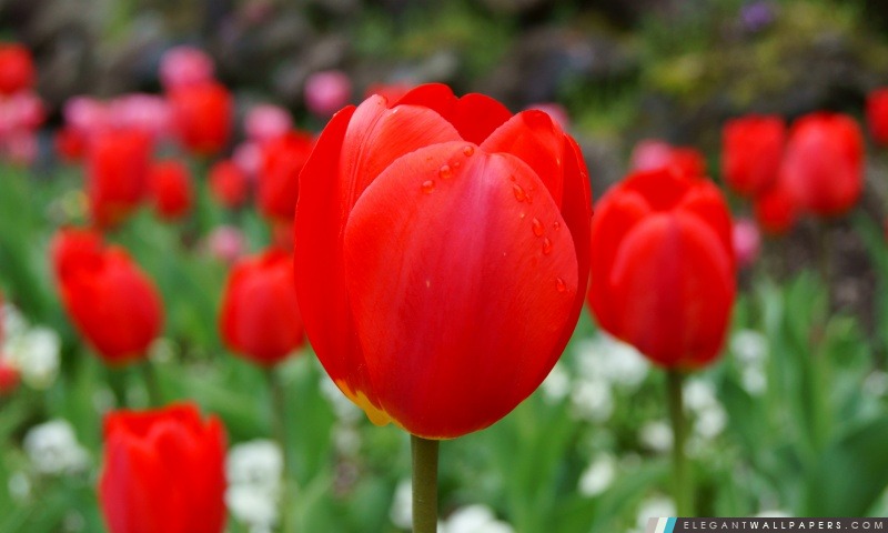 Tulipe rouge, Arrière-plans HD à télécharger