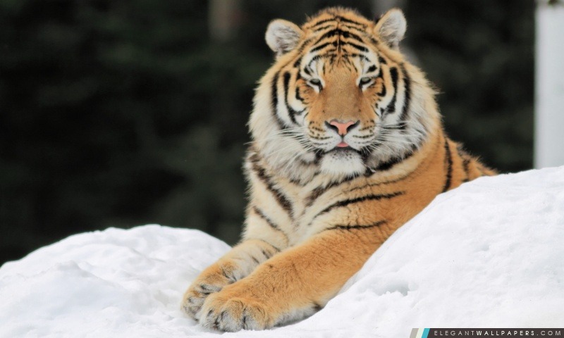 Majestic Tiger, Arrière-plans HD à télécharger