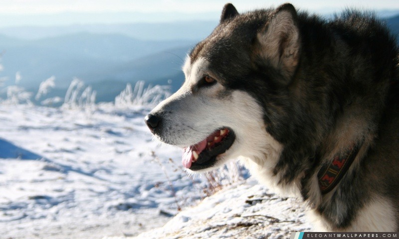 Alaska Malamute chien, Arrière-plans HD à télécharger