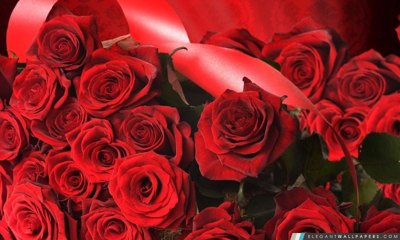 Scarlet roses avec ruban, Arrière-plans HD à télécharger