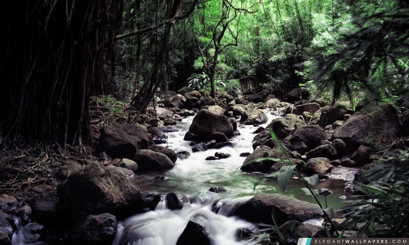 Rainforest Creek, Arrière-plans HD à télécharger