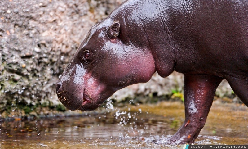 Hippo marcher dans l'eau, Arrière-plans HD à télécharger