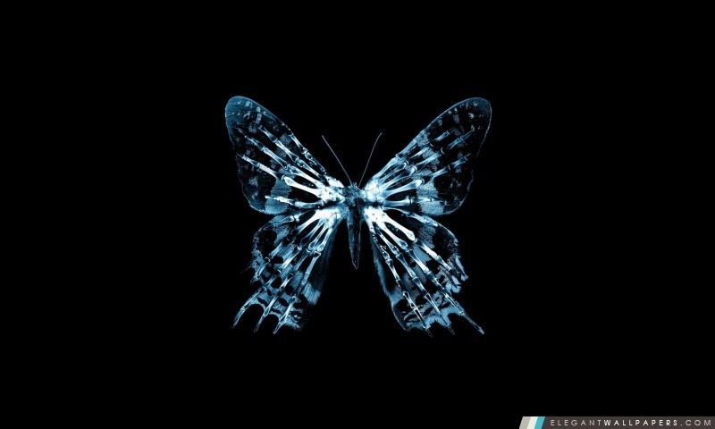 Papillon X Ray, Arrière-plans HD à télécharger
