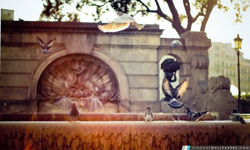 Pigeons sur une fontaine, Arrière-plans HD à télécharger