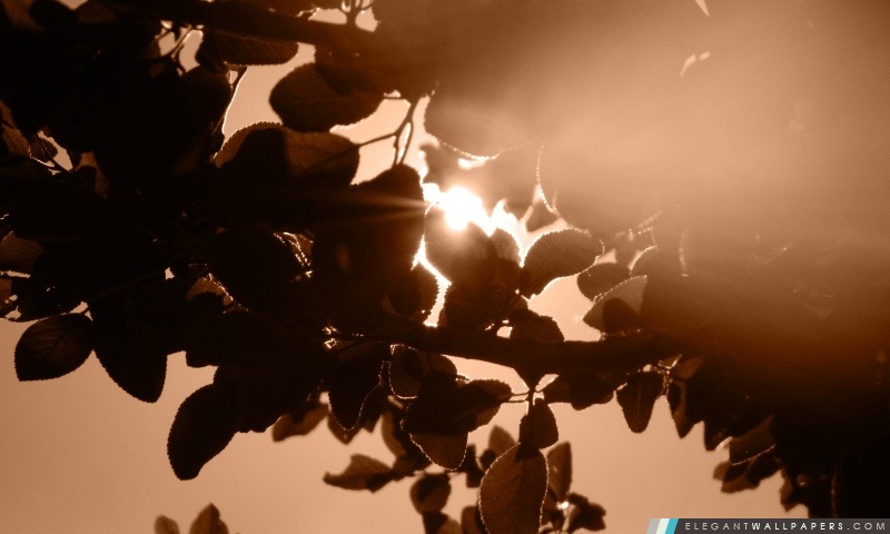 Lumière du soleil à travers des feuilles, Arrière-plans HD à télécharger