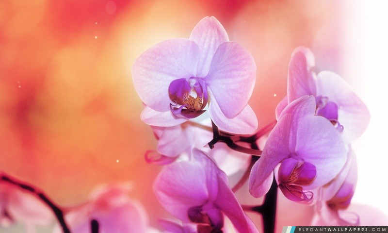 Fleurs d'orchidée, Arrière-plans HD à télécharger