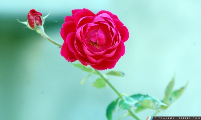 Rose – Komal photo, Arrière-plans HD à télécharger