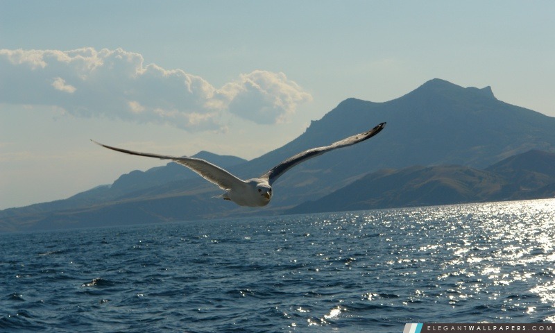 Seagull-dessus du lac, Arrière-plans HD à télécharger