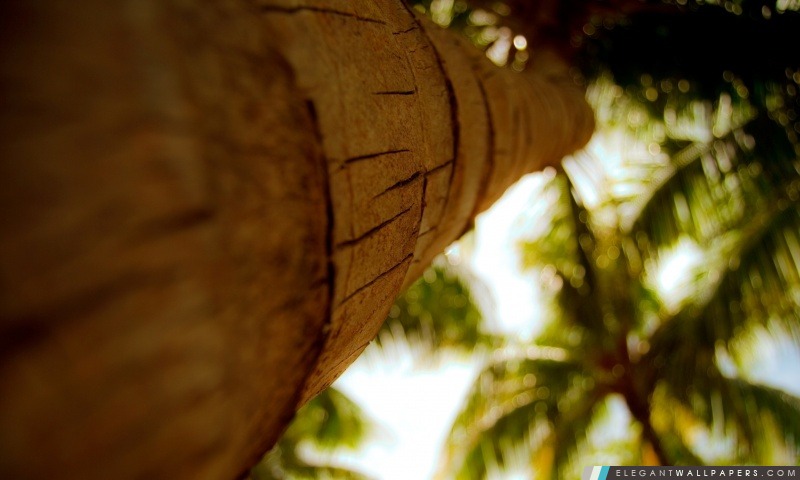 Palm Tree Trunk, Arrière-plans HD à télécharger