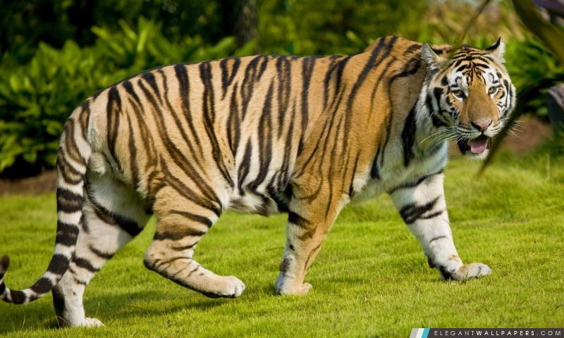 Tiger au zoo, Arrière-plans HD à télécharger