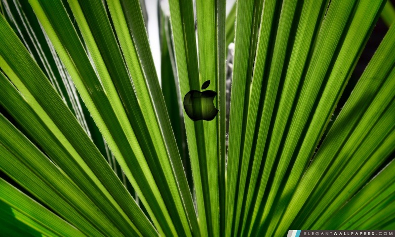 Green Apple, Arrière-plans HD à télécharger