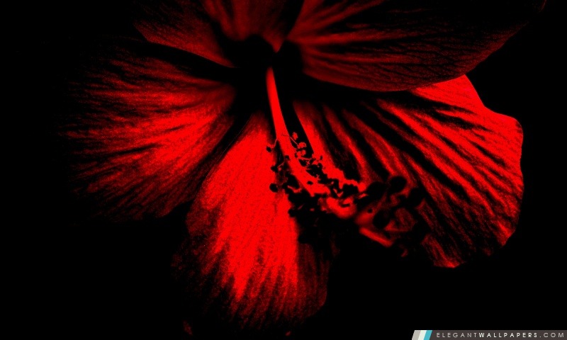 Rouge Hibiscus, Arrière-plans HD à télécharger