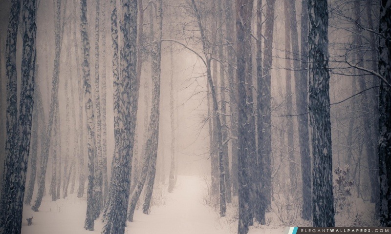 Forêt en hiver, Arrière-plans HD à télécharger