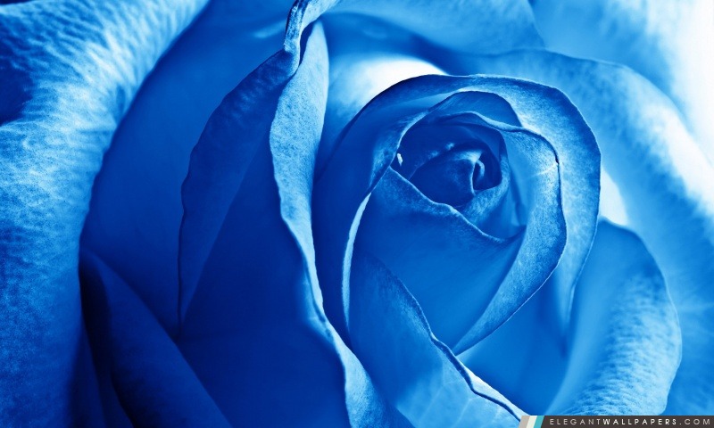 Blue Rose, Arrière-plans HD à télécharger