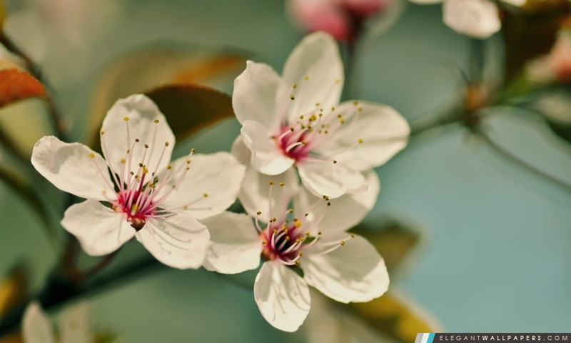 Fleurs de cerisier macro, Arrière-plans HD à télécharger