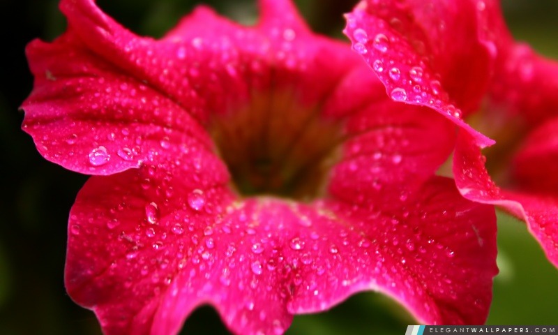 Gouttes de pluie sur une fleur, Arrière-plans HD à télécharger