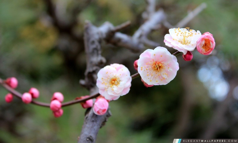 Abricot fleurs, Arrière-plans HD à télécharger
