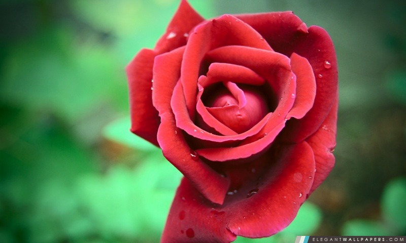 Rose rouge, Arrière-plans HD à télécharger